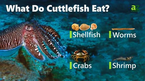 cuttlefish growtopia|[GUIDE] What your fish EAT .